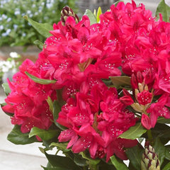 Rhododendron - Nova Zembla - Ghiveci 5L - Aqua Flowers