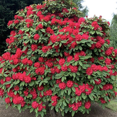 Rhododendron - Nova Zembla - Ghiveci 5L - Aqua Flowers
