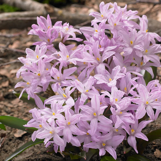 Bulbi Chionodoxa Rosea (Gloria Zăpezii) – Pachet 5 Bulbi – Aqua Flowers