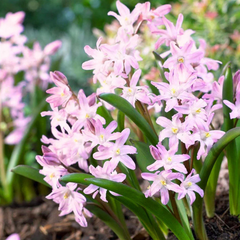 Bulbi Chionodoxa Rosea (Gloria Zăpezii) – Pachet 5 Bulbi – Aqua Flowers