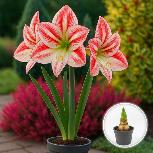 Bulbi Amaryllis Roșu cu Alb – Ghiveci – Aqua Flowers