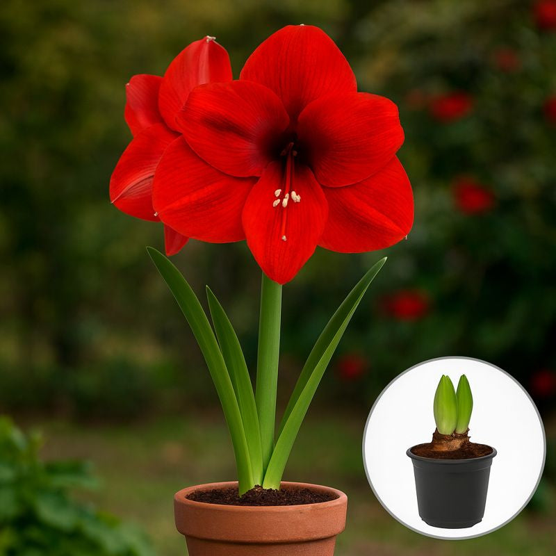 Bulbi Amaryllis Roșu – Ghiveci – Aqua Flowers