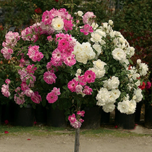 Trandafiri Pomișor - Blossom - Rădăcină Ambalată Anul 2 - Aqua Flowers