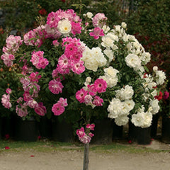 Trandafiri Pomișor - Blossom - Rădăcină Ambalată Anul 2 - Aqua Flowers