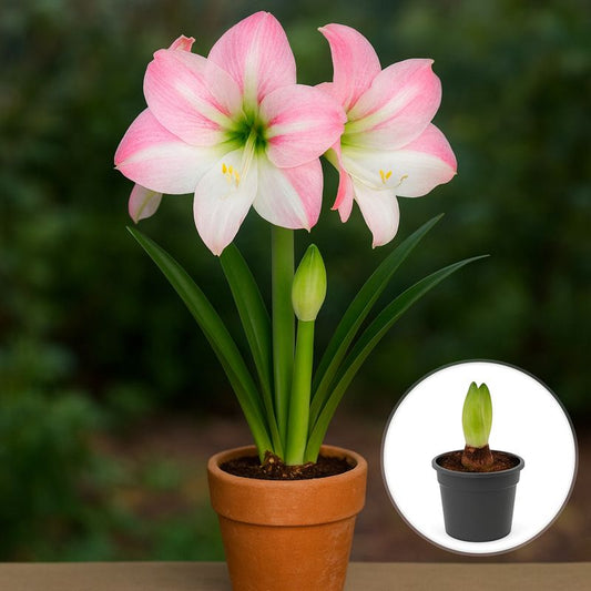 Bulbi Amaryllis Roz cu Alb – Ghiveci – Aqua Flowers