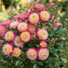 Trandafir Mini Tufa-Golden Pink Dream-radacina ambalata-anul 2