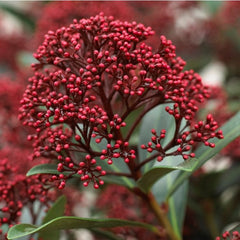 Arbust - Liliac Japonez - Skimmia Japonica Red - Ghiveci -  Înălțime la livrare 30 cm