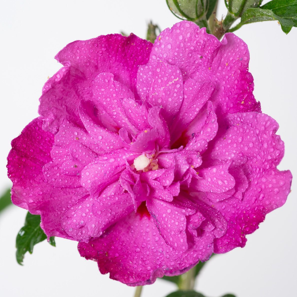 Arbust ornamental - Hibiscus Syriacus Purple Ruffles - Ghiveci 3L - Aqua Flowers