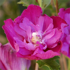 Arbust ornamental - Hibiscus Syriacus Purple Ruffles - Ghiveci 3L - Aqua Flowers
