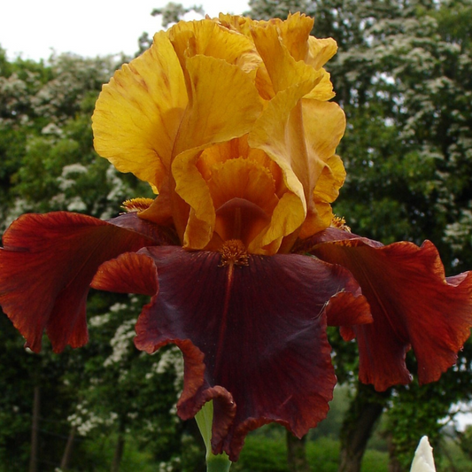 Bulbi Iris Germanica Red Yellow - 1 Rizom - Aqua Flowers