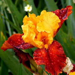 Bulbi Iris Germanica Red Yellow - 1 Rizom - Aqua Flowers