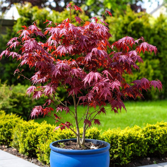 Artar Japonez  Acer Atropurpureum Rosu - Ghiveci - inaltime la livrare 30 - 40 cm
