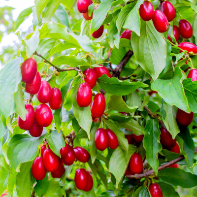 Pom Fructifer-Corn - Cornus Mas- Rădăcină ambalată - Anul 3