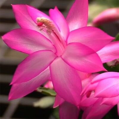 𝟮+𝟭 𝗖𝗔𝗗𝗢𝗨 🎁 Mix 3 x Givece Crăciunel Roz - Schlumbergera - Cactus