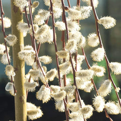 Salcie Salix Pendula - Ghiveci 5L