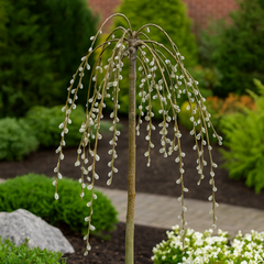 Salcie Salix Pendula - Rădăcină Ambalată - Aqua Flowers