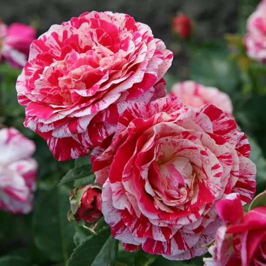 Trandafiri Floribunda - Scentimental - Rădăcină Ambalată - Aqua Flowers