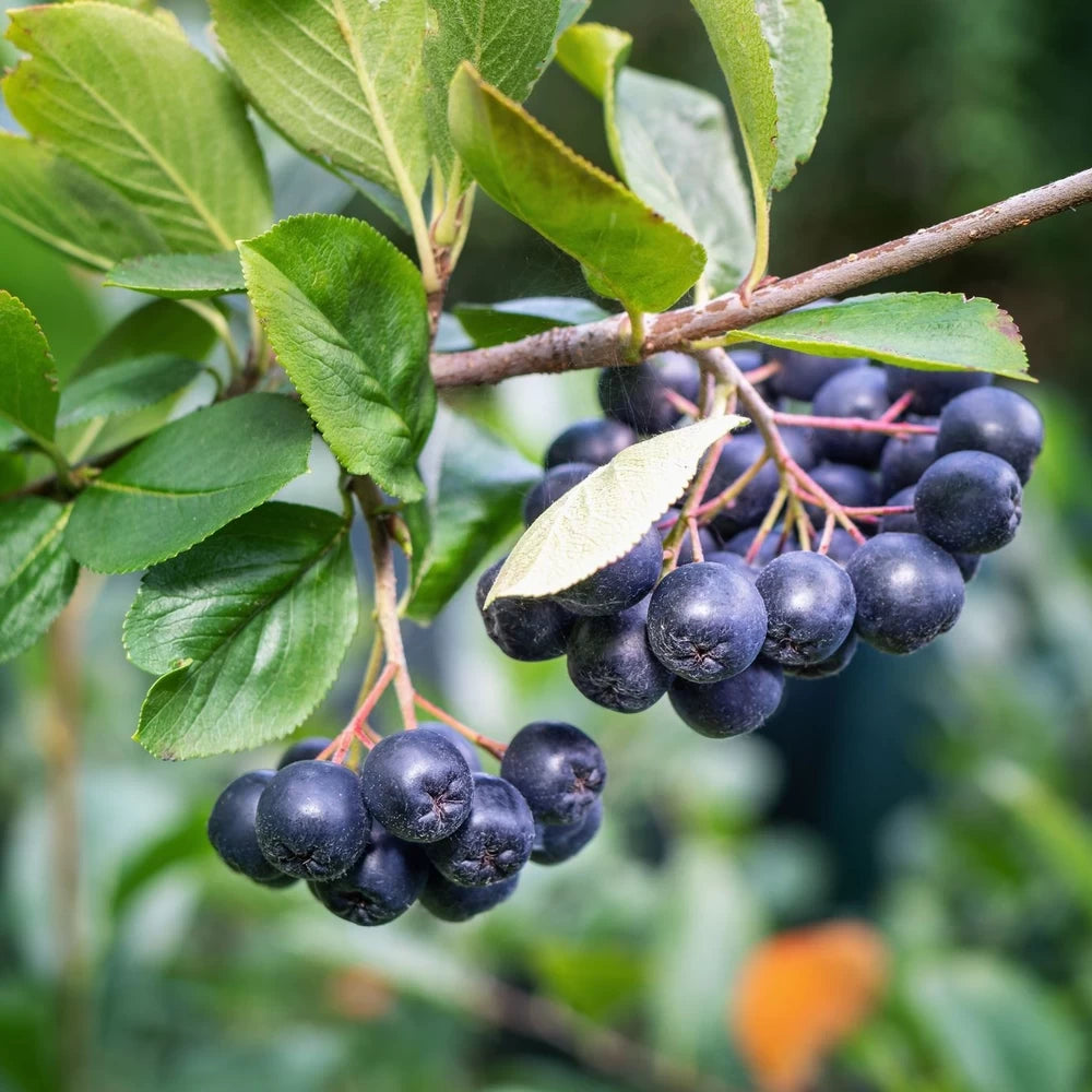 Aronia nero-GHIVECI 2L