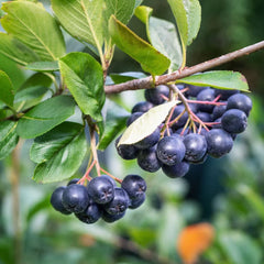 Aronia nero-GHIVECI 2L