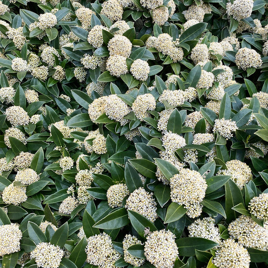 Liliac Japonez - Skimmia Japonica Alba - Ghiveci - Înălțime la livrare 50cm - 55cm