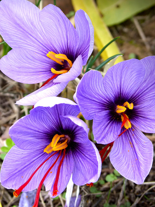 Șofran (Crocus sativus) – Pachet 10 Bulbi - Aqua Flowers