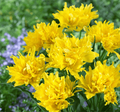 Bulbi Lalele Monte Spider - Pachet 3 Bulbi - Aqua Flowers