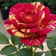 Trandafiri Teahibrizi Parfumaţi - Sunset X - Rădăcină Ambalată Anul 3 - Aqua Flowers