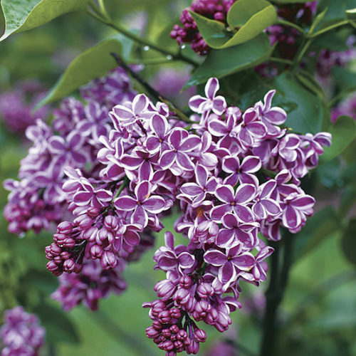 Liliac Syringa  – bicolor mov cu alb - radacina ambalata|  Înălțime la livrare: 70–80 cm