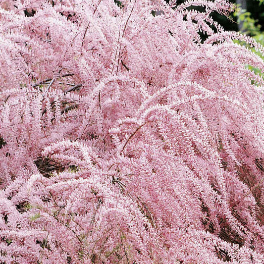 Cătină roșie -Tamarixv- ghiveci -inaltime la livrare 80-100 cm