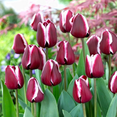 Bulbi Lalele Triumph Fontainebleau – Pachet 3 Bulbi - Aqua Flowers