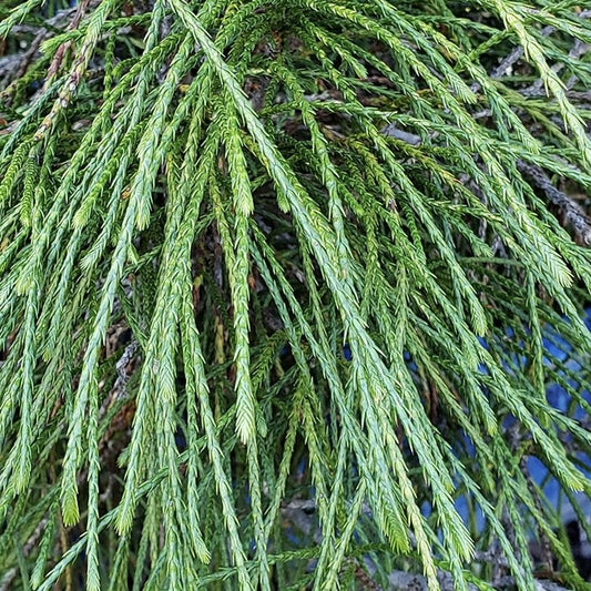 Thuja -Plicata whipecord - ghiveci 2L - Aqua Flowers
