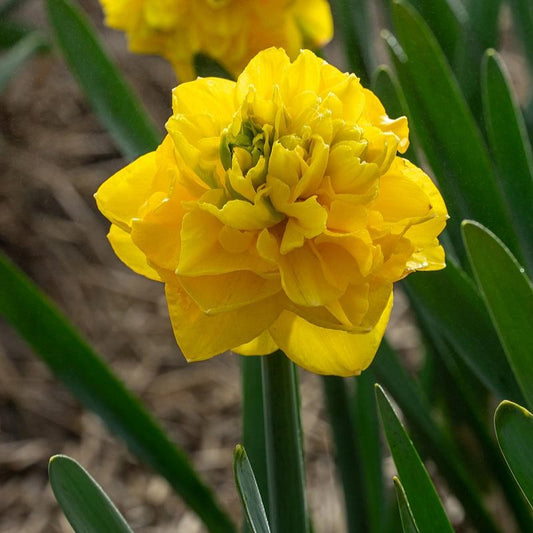 Bulbi Narcise Duble - Thunderball - Pachet 3 Bulbi