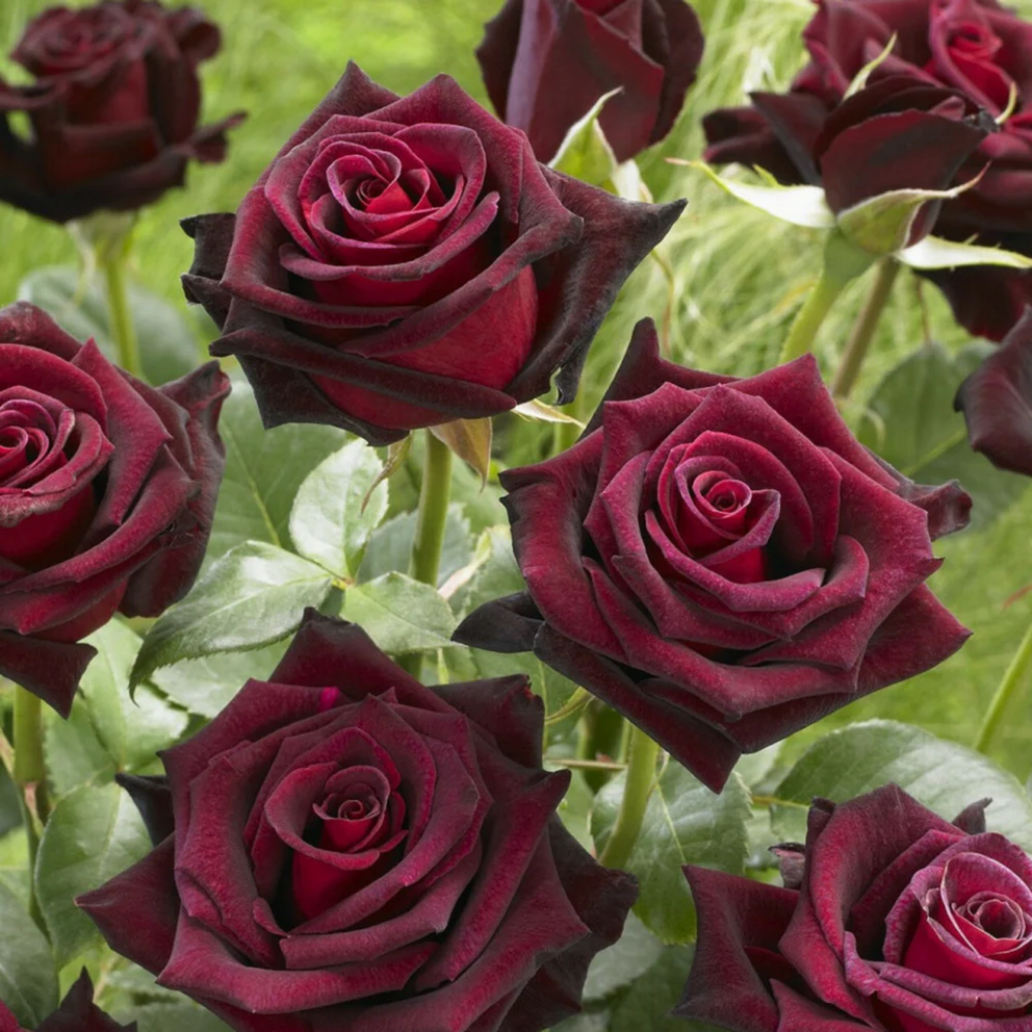 Detaliu floare trandafir teahibrid Black Magic, petale catifelate roșu-negru