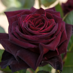 Trandafiri teahibrizi Black Magic cu flori roșu-negru catifelate în grădină
