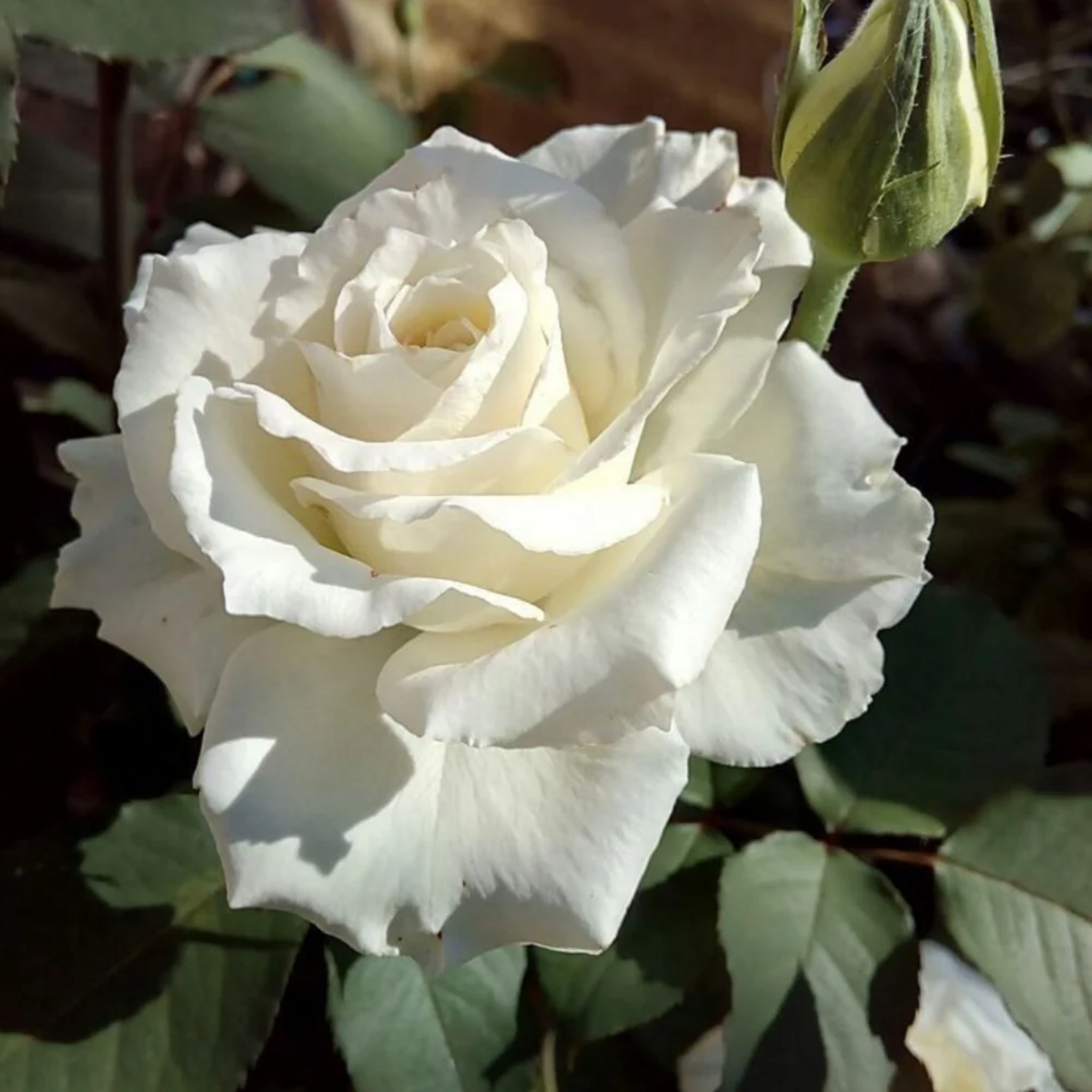 Trandafir teahibrid White cu floare albă imaculată și boboc alăturat