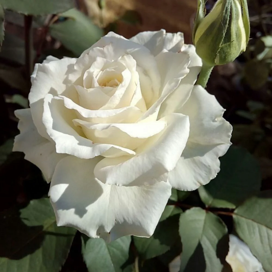 Trandafir teahibrid White cu floare albă imaculată și boboc alăturat