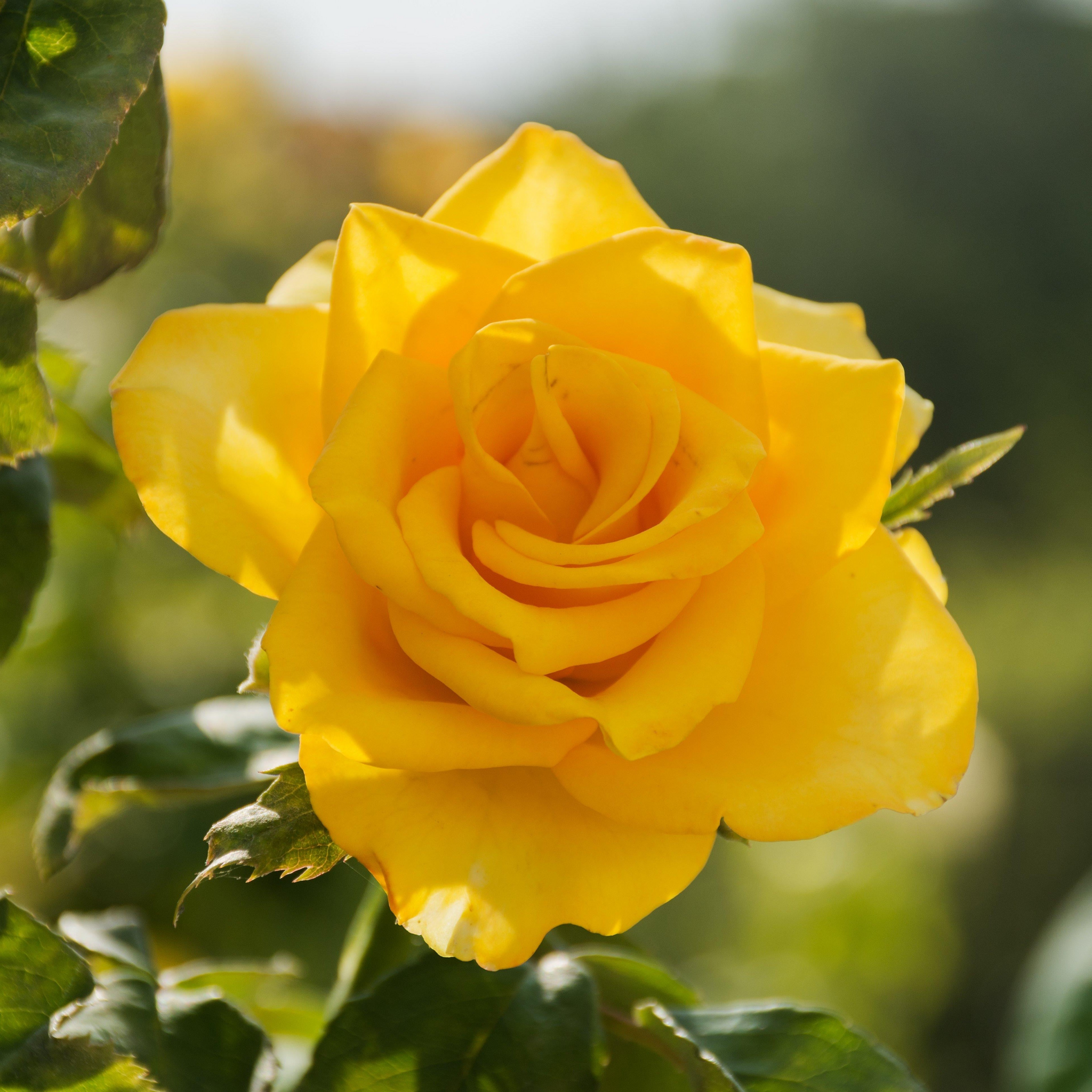 Trandafir teahibrid Yellow în grădină, petale galben auriu în lumină naturală