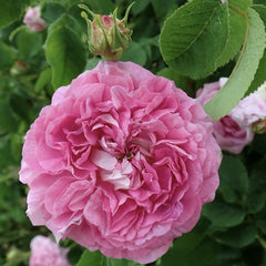 Trandafiri de Dulceata - Jacques Cartier - Rădăcină ambalată - Aqua Flowers