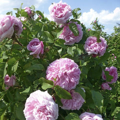 Trandafiri de Dulceata - Jacques Cartier - Rădăcină ambalată - Aqua Flowers