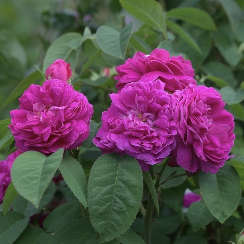 Trandafiri de Dulceata - Rose Rescht - Rădăcină ambalată  - Aqua Flowers