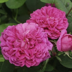 Trandafiri de Dulceata - Rose Rescht - Rădăcină ambalată  - Aqua Flowers