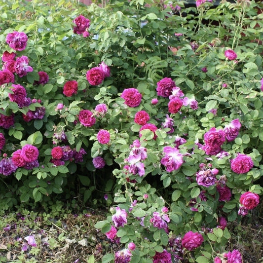 Trandafiri de Dulceata - Rose Rescht - Rădăcină ambalată  - Aqua Flowers