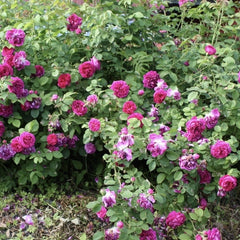 Trandafiri de Dulceata - Rose Rescht - Rădăcină ambalată  - Aqua Flowers