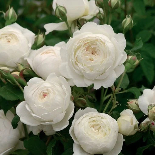 Trandafiri Pomișor - White - Ghiveci 5L - H 150 - 160