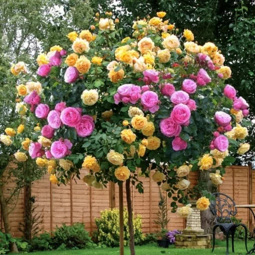 Trandafiri Pomișor Plângător - Sunset (Roz & Galben) - Ghiveci 5L - H 150 - 160