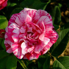 Trandafiri Teahibrizi - Ferdinand - Ghiveci 2L - Anul 3 - Aqua Flowers