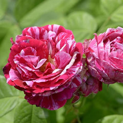 Trandafiri Teahibrizi - Ferdinand - Ghiveci 2L - Anul 3 - Aqua Flowers