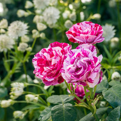Trandafiri Teahibrizi - Ferdinand - Ghiveci 2L - Anul 3 - Aqua Flowers