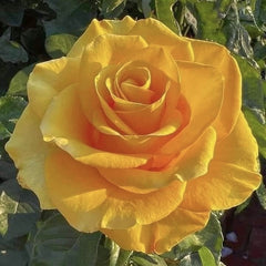 Trandafiri teahibrizi - Golden Delight - Anul 3 - Ghiveci 2L