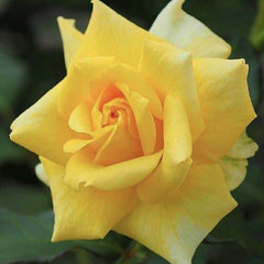 Trandafiri teahibrizi - Golden Delight - Anul 3 - Ghiveci 2L